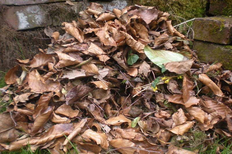 How To Make A Leaf Pile Or Leafmould PTES