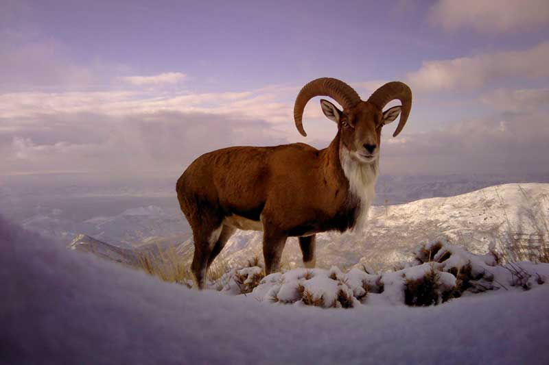 Irans-wild-frontiers-safe-havens-for-endangered-species-in-Iran-urial-sheep