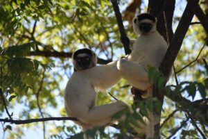 JesseFreezeGIVECREDIT-couple-lemur