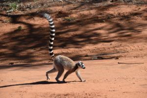 JesseFreezeGIVECREDIT-ringtailed-lemur