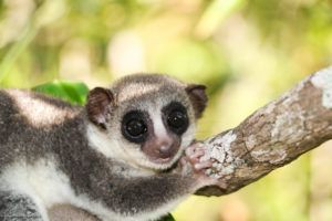 Thomas Dwarf Lemur CREDITLarissaBarker