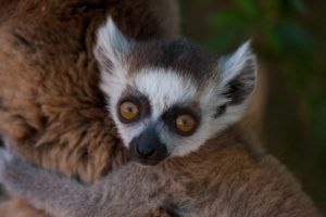 Ring-tailed-lemur madagascar seed project