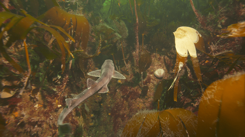 Kelp helps sustain a rich ecosystem and acts as a nursery for fish.