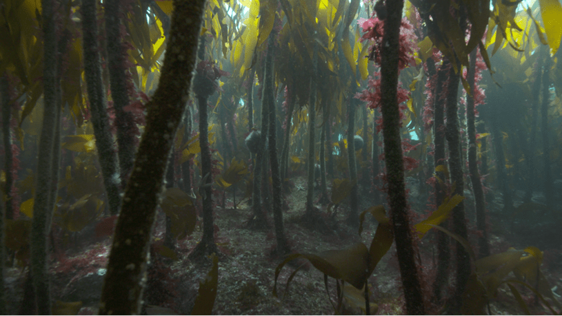 Kelp helps sustain a rich ecosystem and acts as a nursery for fish.