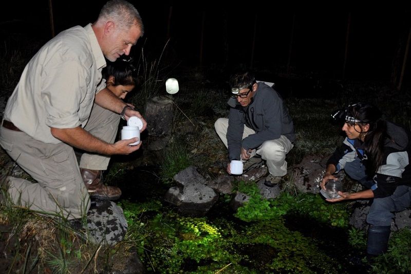 team-searching-at-night-el-rincon-stream-frog