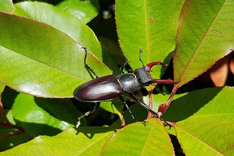 antonio rhodes male stag beetle