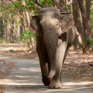 Asian-Elephant-8421-please-credit-www.tigersintheforest-square