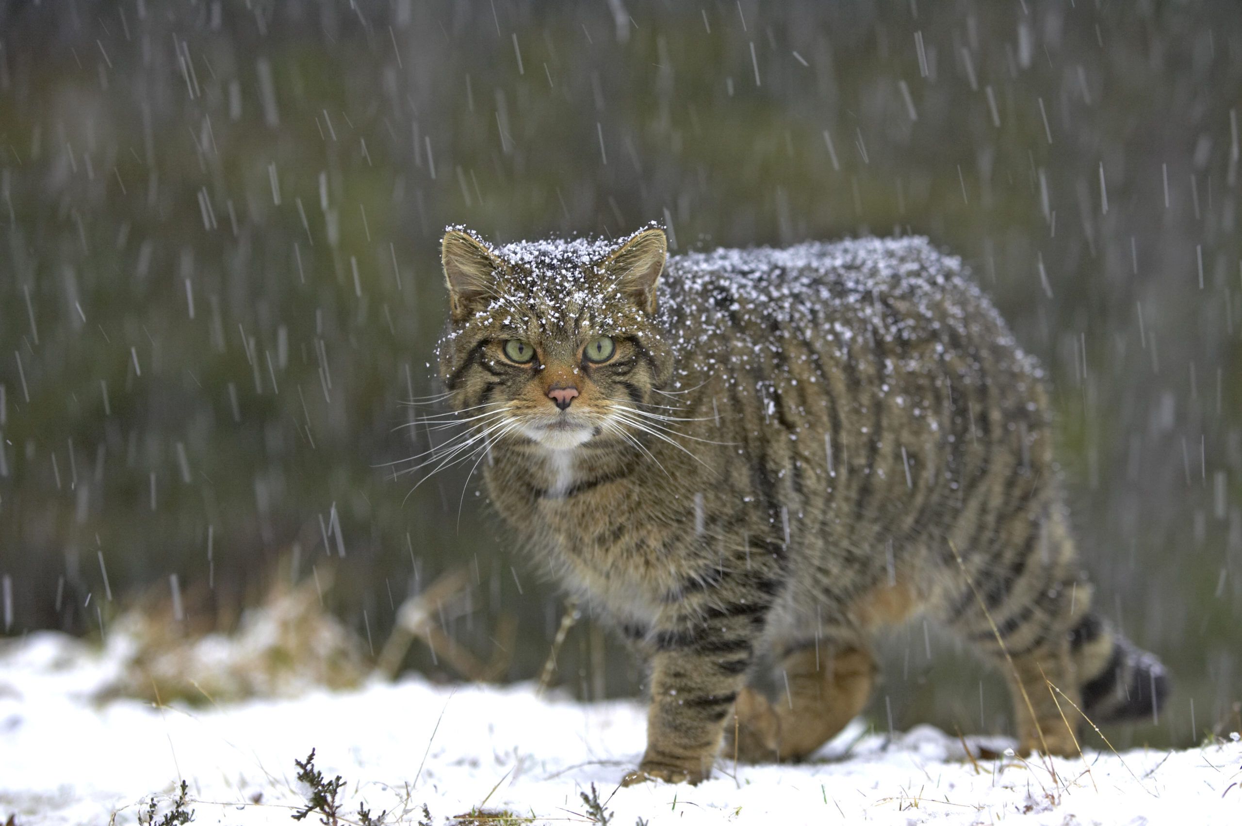 Clinging on by a claw saving wildcats from extinction