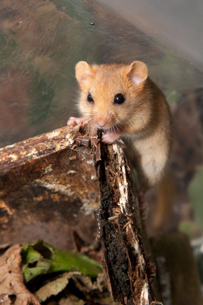 dormouse at our nature reserve in Briddlesford Woods on the Isle of Wight