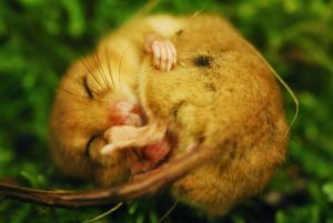 Chambers-Farm-Wood-credit-Lincolnshire-Dormouse-group
