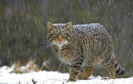 Clinging-on-by-a-claw-saving-wildcats-from-extinction
