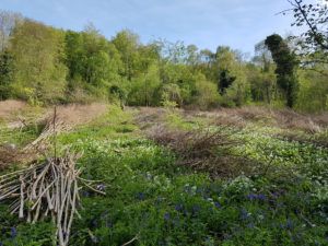 Coppice Wildflowers