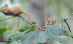 Hazel dormice delve deeper into the Lincolnshire countryside