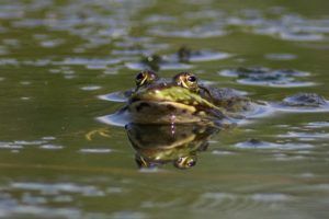frog in pond freddy horn