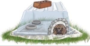 hedgehog house illustration