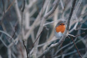 How to attract robins to your garden this Christmas: experts reveal how to support them in a critical time