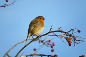 How to attract robins to your garden this Christmas: experts reveal how to support them in a critical time