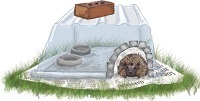 hedgehog house illustration