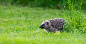 Hedgehog in a garden by Toby photos