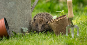 Hedgehog in garden Coatsey Shutterstock