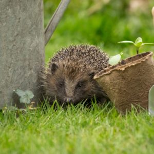 Hedgehog in garden Coatsey Shutterstock square