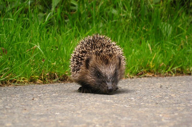 Young hedgehog (SecretDisc, CC BY-SA 3.0 via Wikimedia Commons)