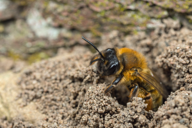 ground nesting bee - People's Trust for Endangered Species