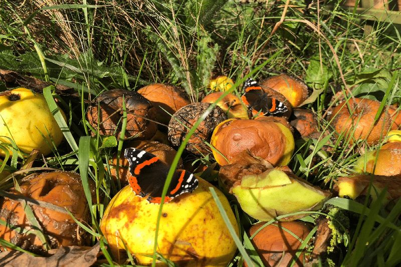 red admiral on rotting apples