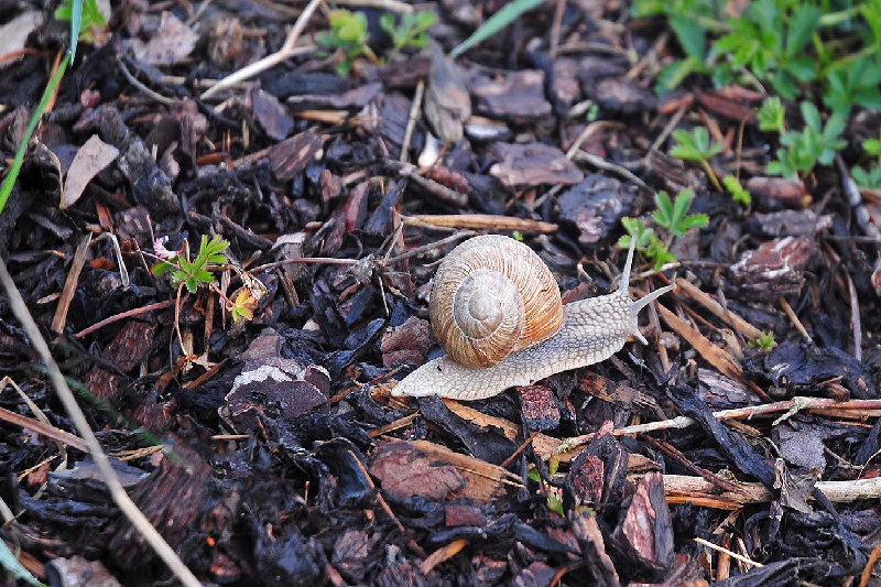 snail on mulch pile