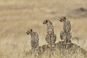 cheetahs botswana