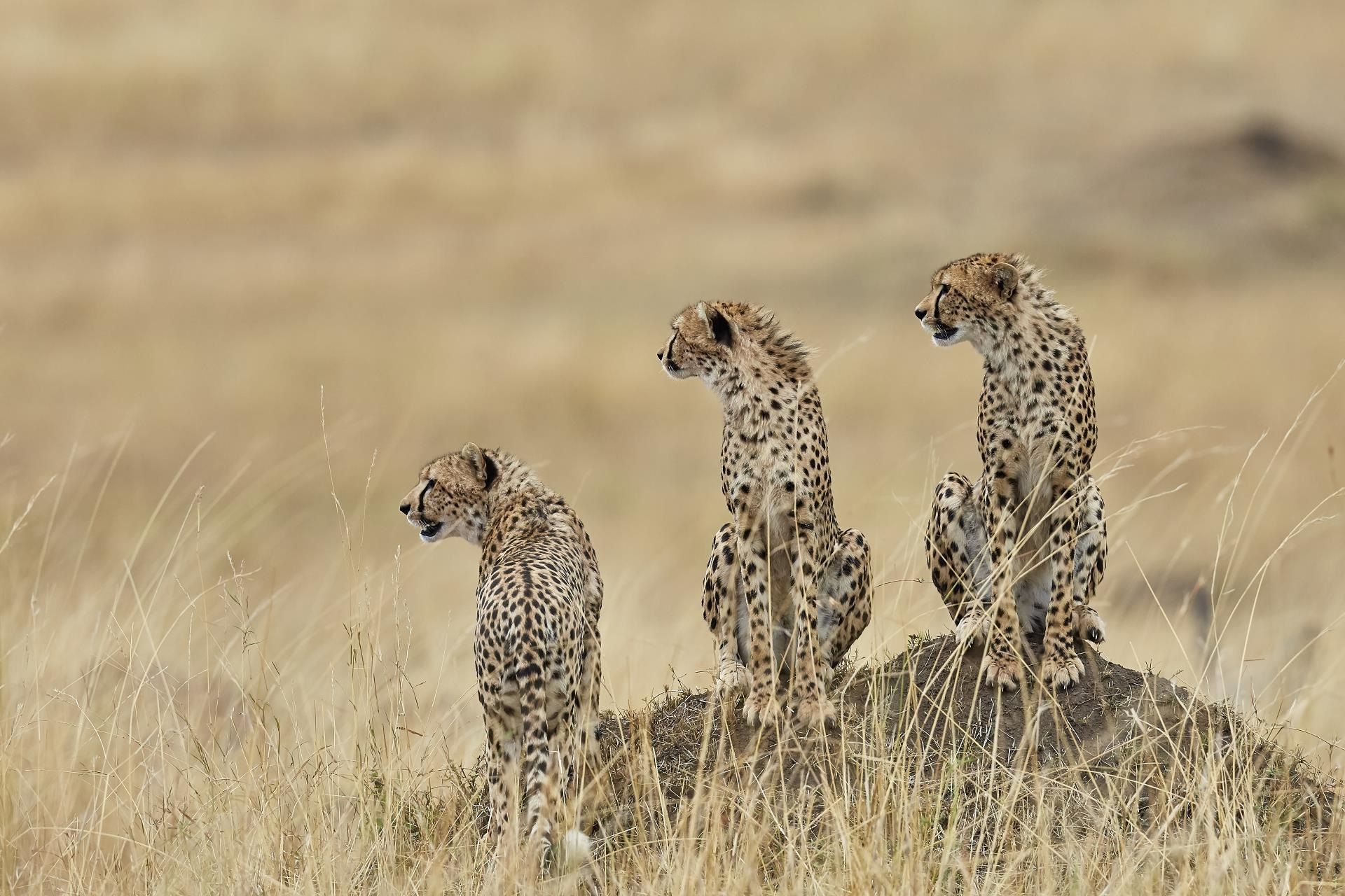 CCB three cheetahs_vince duperron