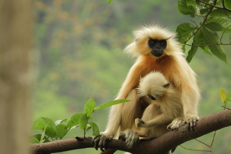 A golden langur with her infant by Odd Man Shutterstock.