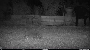Hedgehog caught by a camera trap