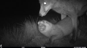 Red fox caught by a camera trap