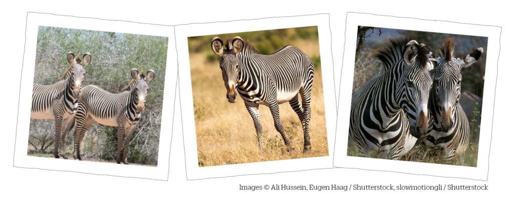 Grevy's zebra appeal People's Trust for Endangered Species
