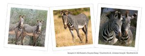 Grevy's zebra in Kenya
