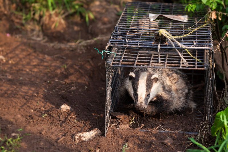 Badger cub in trap by Seth Jackson