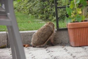 hedgehog and barrier Gzen92, CC BY-SA 4.0 via Wikimedia Commons
