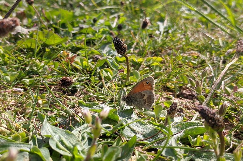 Small heath butterfly by Alex Marshall