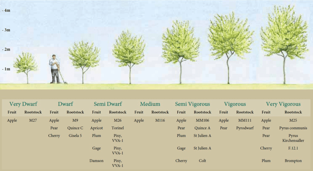 rootstock-sizes-people-s-trust-for-endangered-species