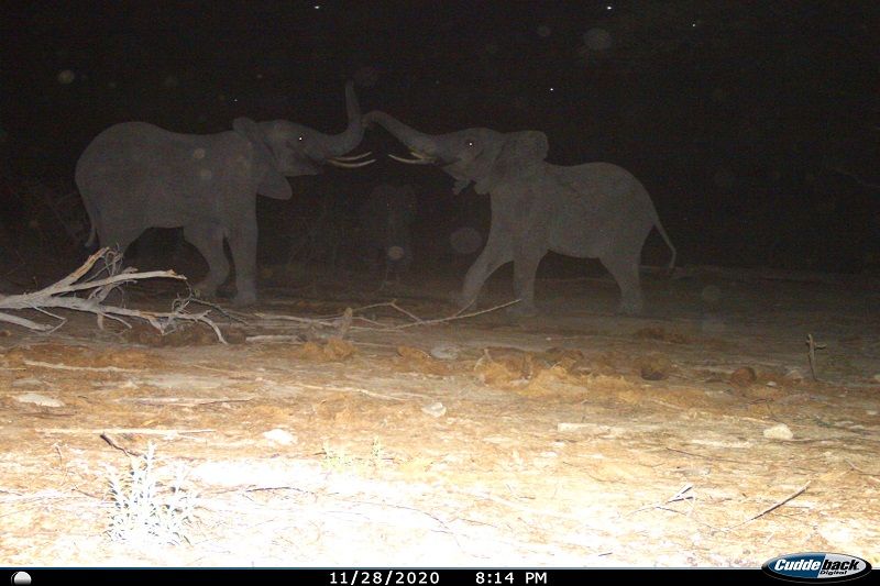 Action shot of two elephants in Tungamalenga village. TPhoto credit Ruaha Carnivore Project.