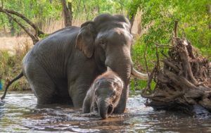 Asian-Elephant-2344-please-credit-www.tigersintheforest-thumbnail