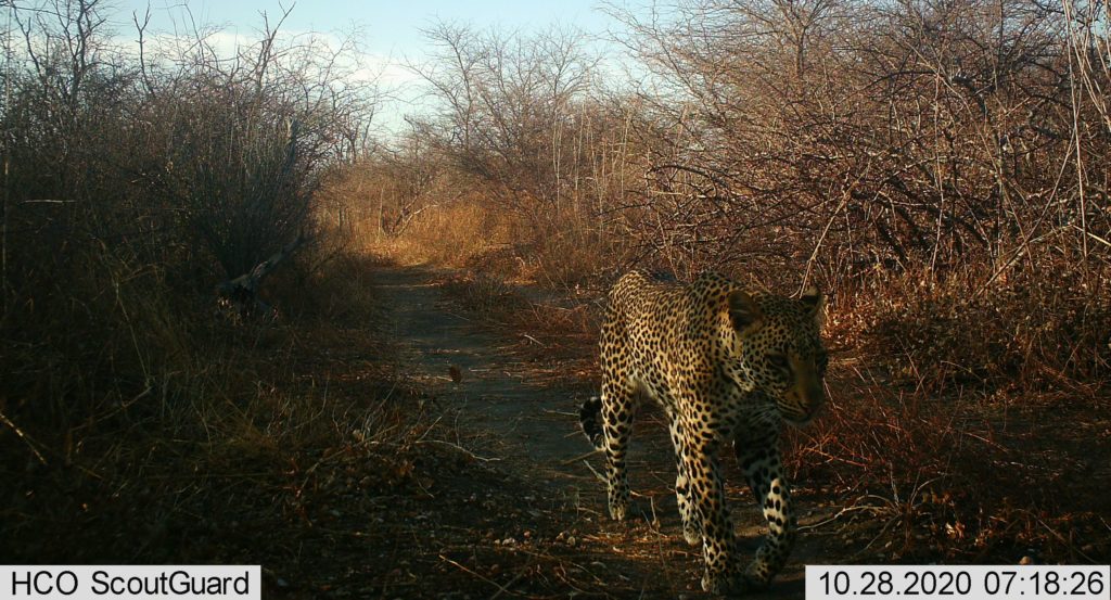 Leopard credit Ruaha Carnivore Project.