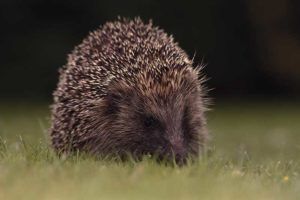 hedgehog on a lawn at night