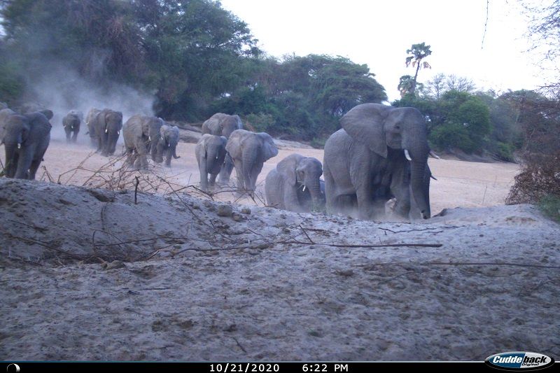 Herd of elephants. Photo credit Ruaha Carnivore Project.