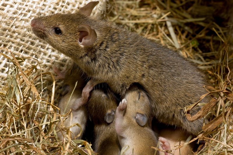 A house mouse with her litter of pups