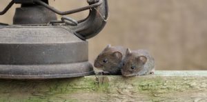 A pair of house mice