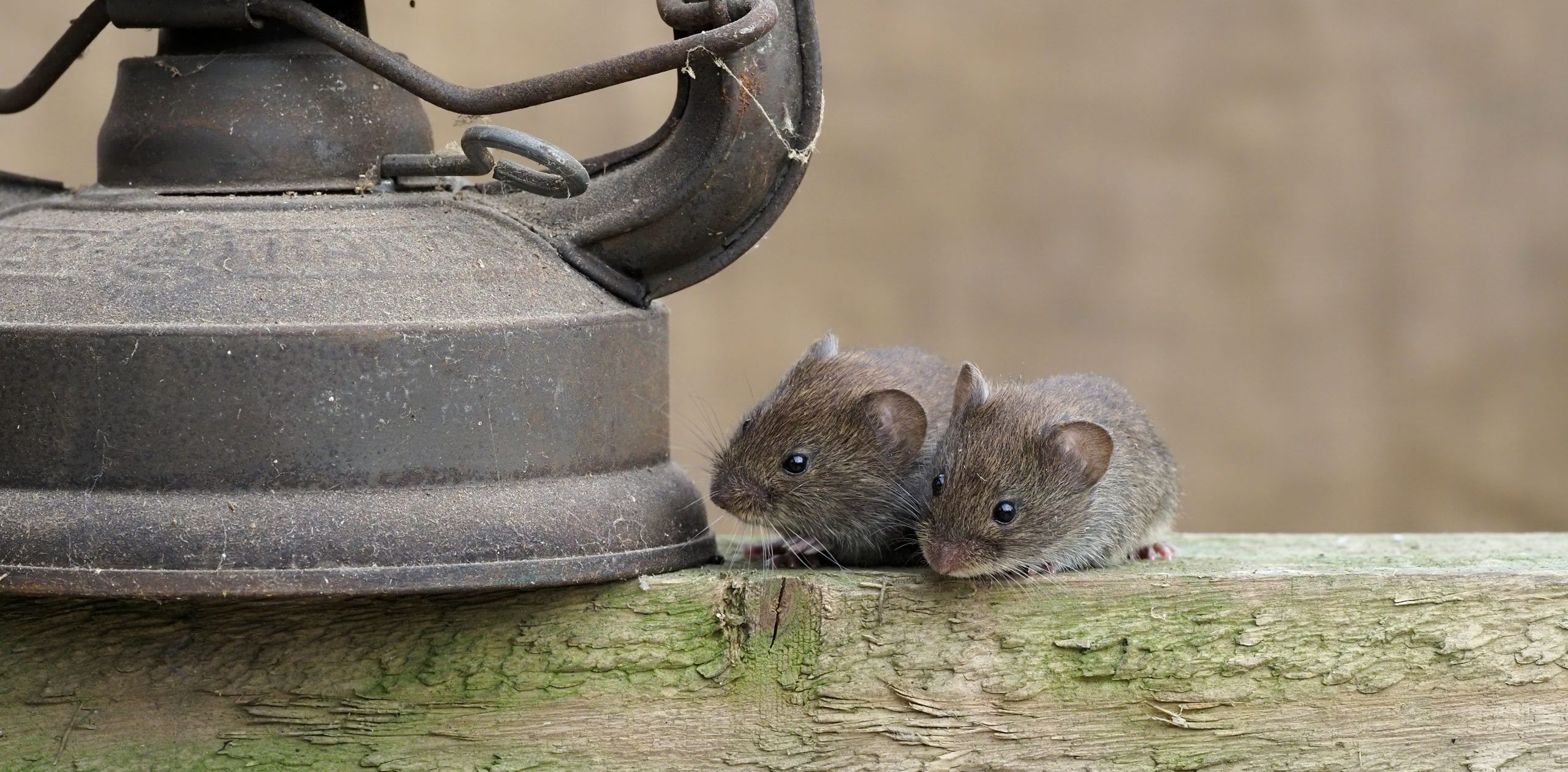 House mice Erni Shutterstock