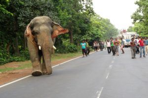 Residential tusker on highway as a result of fragmented habitat (DD Bangla News)