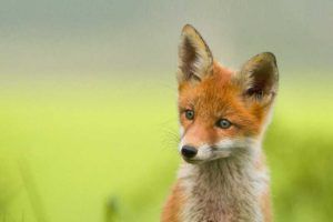 Living-with-Mammals-2021-Fox-cub